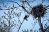 Bald Eagle and nest (Haliaeetus leucocephalus)