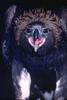 Golden Eagle (Aquila chrysaetos)