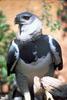 Harpy Eagle (Harpia harpyja)