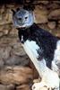 Harpy Eagle (Harpia harpyja)