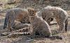 Cheetah cubs 1005