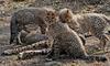 Cheetah cubs 1006