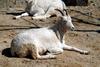 돌산양 Ovis dalli (Dall's Sheep)