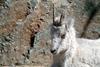 돌산양 Ovis dalli (Dall's Sheep)