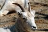 돌산양(石山羊) Ovis dalli (Dall's Sheep)