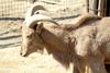 바바리양 Ammotragus lervia (Aoudad/Barbary Sheep)