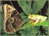 [Richardson Scan] Snaps'n Shots - Carmichael J. H. Pete - Butterfly and Treefrog