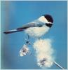 [Richardson Scan] Snaps'n Shots - Black-capped Chickadee