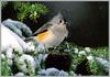 [Richardson Scan] Snaps'n Shots - Day Richard - Tufted Titmouse