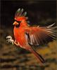 [Richardson Scan] Snaps'n Shots - Hayes Mark - Northern Cardinal