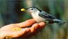 [Richardson Scan] Snaps'n Shots - Prett Giles - Hand-Fed White-Breasted Nuthatch