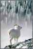 [Richardson Scan] Snaps'n Shots - Vanuga Jeff - Dall Sheep