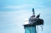 Ospreys on nest (Pandion haliaetus)