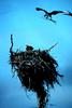 Osprey nesting (Pandion haliaetus)