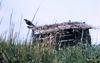 Osprey nesting (Pandion haliaetus)