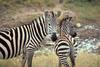 Grant's Zebra (Equus burchelli boehmi)