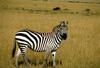 Grant's Zebra (Equus burchelli boehmi)