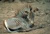 Grevy's Zebra (Equus grevyi)