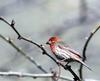 House Finch (Carpodacus mexicanus)