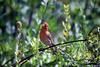 House Finch (Carpodacus mexicanus)