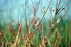 House Finch (Carpodacus mexicanus)