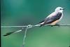 Scissor-tailed Flycatcher (Tyrannus forficatus)