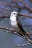 Scissor-tailed Flycatcher (Tyrannus forficatus)