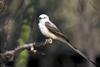 Scissor-tailed Flycatcher (Tyrannus forficatus)