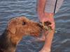Honey's crab 5