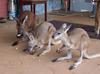 the joeys