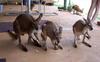 the joeys 2