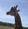 giraffe - Giraffa camelopardalis