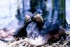 Black-necked Grebe (Podiceps nigricollis)