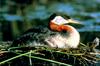 Red-necked Grebe (Podiceps grisegena)