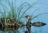 Red-necked Grebe and egg in nest (Podiceps grisegena)