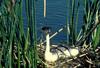 Western Grebe (Aechmophorus occidentalis)