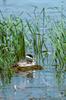 Western Grebe (Aechmophorus occidentalis)