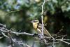 Black-headed Grosbeak (Pheucticus melanocephalus)