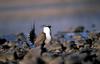 Sage Grouse (Centrocercus urophasianus)