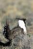 Sage Grouse (Centrocercus urophasianus)