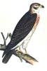[Illust] Swainson's Hawk (Buteo swainsoni)
