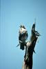 Red-tailed Hawk (Buteo jamaicensis)