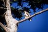 Red-tailed Hawk juvenile (Buteo jamaicensis)