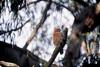 Red-shouldered Hawk (Buteo lineatus)