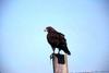 Swainson's Hawk (Buteo swainsoni)