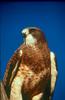 Swainson's Hawk (Buteo swainsoni)