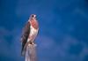 Swainson's Hawk (Buteo swainsoni)