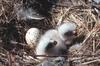 Rough-legged Hawk chicks on nest (Buteo lagopus)