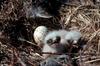 Rough-legged Hawk chicks on nest (Buteo lagopus)