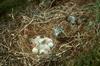 Rough-legged Hawk chicks on nest (Buteo lagopus)